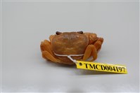 藏品(拉氏清溪蟹)的圖片